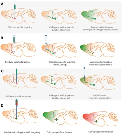 Figure 4. Potential Approaches for Cell- and Projection-Specific Modulation of Neuronal  Activity Using DREADDs