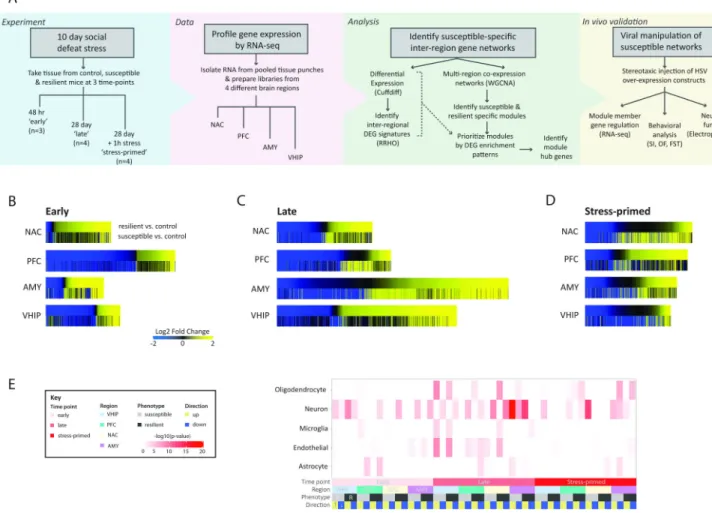 Figure 1. Overview of Experimental Design and Differential Gene Expression in Susceptible and  Resilient Mice after CSDS