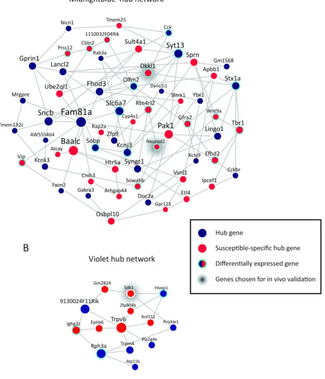 Figure 4. Hub Gene Coexpression Networks of MB and V Modules in Susceptible Mice