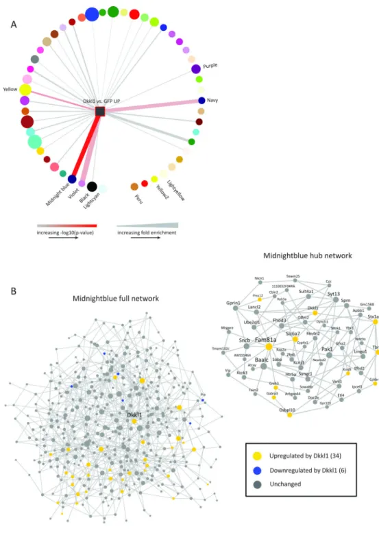 Figure 5. In Vivo Over-Expression of Susceptible-Specific Hub Gene, Dkkl1, Upregulates MB  Module Members