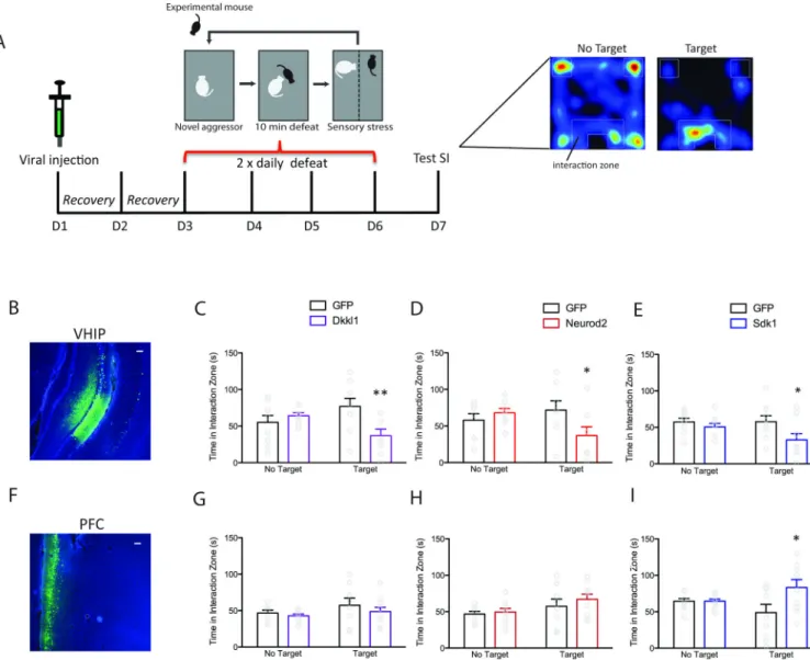 Figure 6. In Vivo Over-Expression of Susceptible-Specific Hub Genes Induces a Susceptible  Behavioral Profile