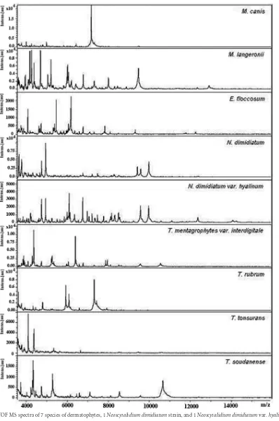 FIG 1 MALDI-TOF MS spectra of 7 species of dermatophytes, 1 Neoscytalidium dimidiatum strain, and 1 Neoscytalidium dimidiatum var