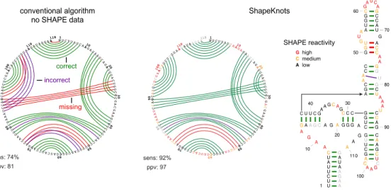 Figure 2.2:  Representative  ShapeKnots  structure  prediction  for  the  SAM  I  riboswitch