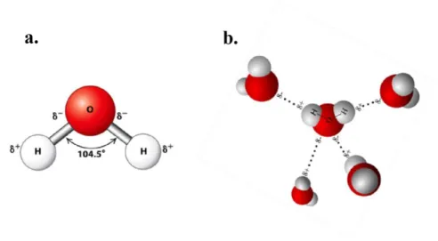 Figure 1.1 (a) A ball and stick model of a single water molecule. The solid red ball represents the  oxygen atom