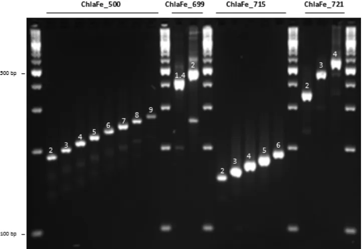 TABLE 2 Primers for PCR ampliﬁcation and MLVAa