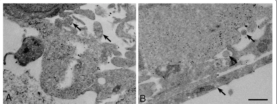 Figure 4 Processes surrounding neurites are GFAP positive. (A-B) Electron micrographs of cross-sections of explants grown in EN2 after4 days in culture that have been Immunogold labeled for GFAP