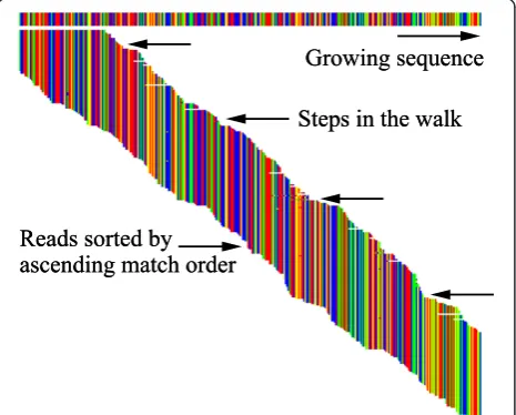 Figure 2 Walking along the growing sequence. The growingCaM-kinase sequence is shown using a similar display to Figure 1during a walk towards the 3’ end
