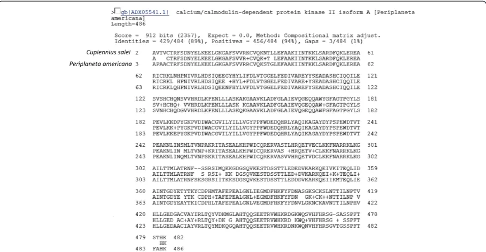 Figure 5 Amino acid sequence comparison of the translated CaM-kinase reading frame by protein-protein BLAST against the non-redundant protein database