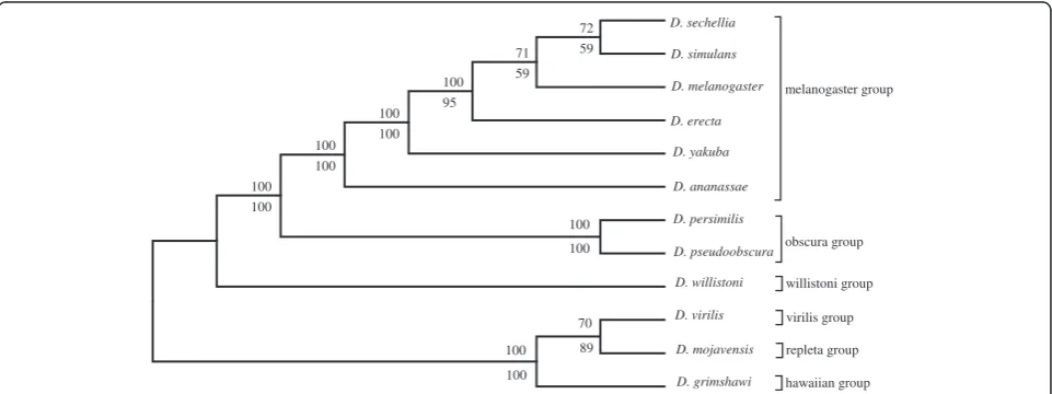 Figure 1 The higher dimension SVD tree for the 6 Drosophila spp., using all 700 vectors, without filtering any proteins (upper branchvalues, modified jackknife and lower branch values, bootstrap procedure for tree generation).
