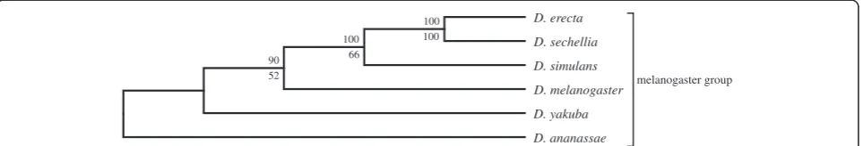 Figure 5 The lower dimension SVD tree for the 11 Drosophila species (excluding D. erecta) using 300 vectors, without filtering anyproteins (upper branch values, modified jackknife and lower branch values, bootstrap procedure for tree generation).