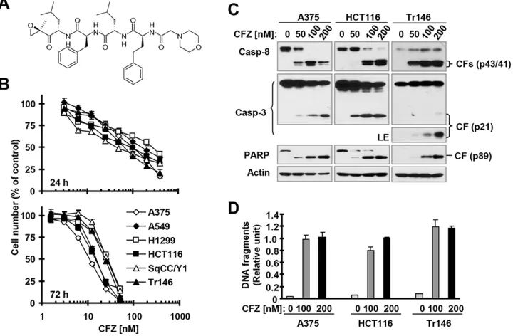 Figure 1: CFZ (A) effectively decreases the survival of cancer cells (B) and induces apoptosis (C and D) A, Chemical structure of CFZ