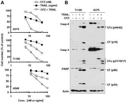 Figure 4: The combination of CFZ and TRAIL augments killing of cancer cells (A) with enhanced activation of caspases (B) A, The indicated cancer cell lines were treated with different concentrations of CFZ alone, TRAIL alone, and the combination of CFZ and