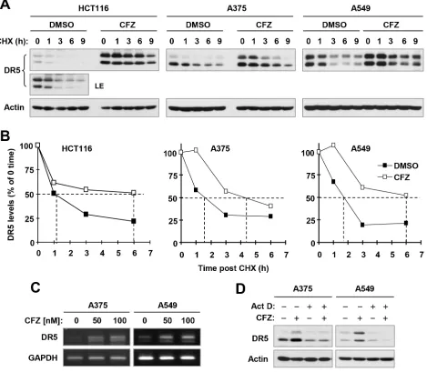 Figure 7: CFZ stabilizes DR5 protein (A and B) and increases DR5 transcription (C and D) in cancer cells