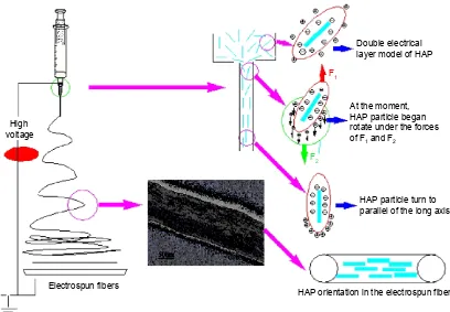 Figure 5 Schematic illustration of the proposed mechanism for the HAP particles oriented along the long axes of the collagen ﬁber.Abbreviation: haP, hydroxyapatite.
