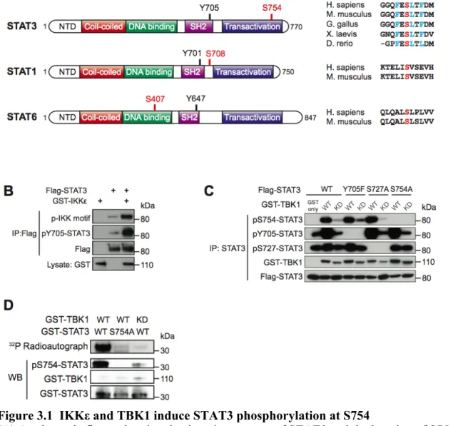 Figure 3.1  IKKε and TBK1 induce STAT3 phosphorylation at S754 