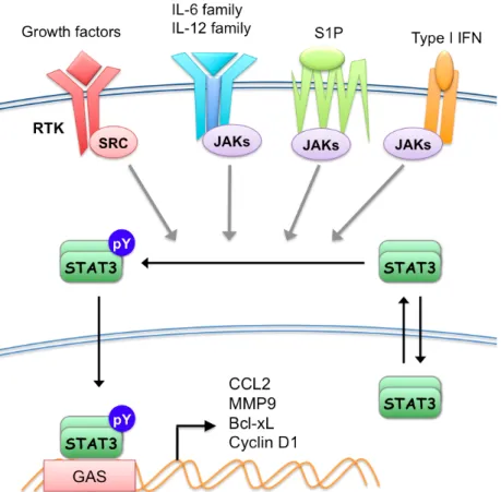 Figure 1.1  A schematic overview of the STAT3 pathway 