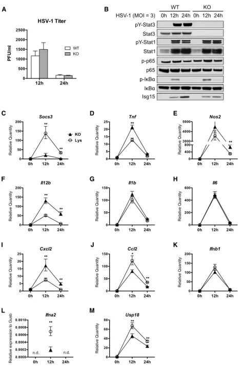 Figure 2.1  STAT3 knockout BMMs show attenuated type I interferon response to HSV-1  infection 