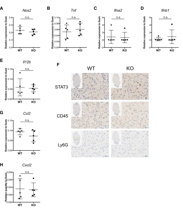 Figure 2.3  Susceptibility of STAT3 knockout mice is not caused by immunopathology in  the brain 