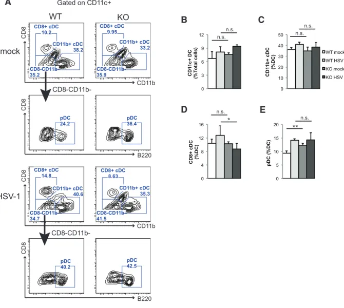 Figure 2.5  STAT3 knockout mice have decreased CD8 +  cDC frequency during HSV-1  infection 
