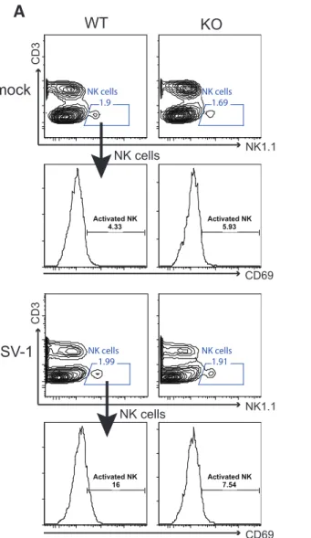 Figure 2.6  STAT3 knockout mice have impaired NK and T cell activation during HSV-1  infection 