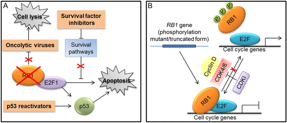 Figure 4: Strategies targeting RB1 for cancer treatment. A. Approaches that exploit RB1 loss to therapeutic purposes (indicated in orange boxes): use of oncolytic viruses that depend on RB1 inactivation for their replication and tumor cell killing; methods
