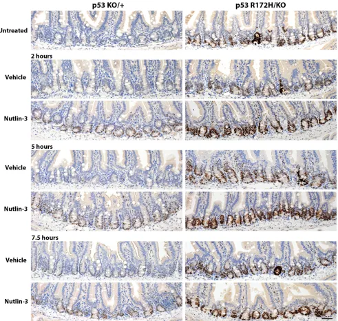 Figure 5: Time course of p53 protein accumulation after nutlin treatment. Nutlin or vehicle control was administered to p53KO/+ and p53R172H/KO mice by oral gavage