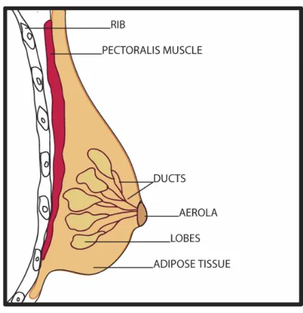 FIGURE 2.1: Breast anatomy 