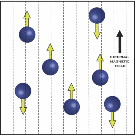 FIGURE 4.4: Protons with an external magnetic field applied, having both parallel and  anti-parallel alignments  