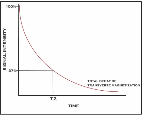 FIGURE 4.8: T2 transverse magnetization decay curve  This process is defined by the equation 