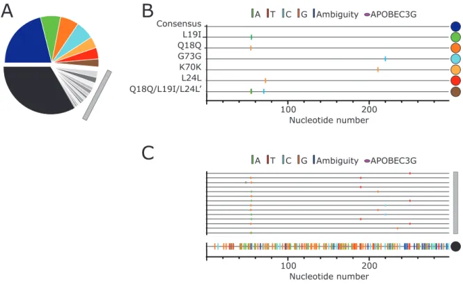 Fig. 2.5 Major and minor allelic variants in the untreated populations. (A) Frequency of  major (colored) and minor (grayscale) unique pro gene sequences