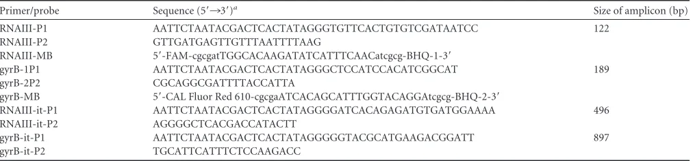 TABLE 1 Primers and molecular beacons