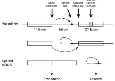 Figure 4. The process of splicing. The pre-mRNA consists of exons and introns. The end of an exon is called the  donor splice site, and the beginning the acceptor splice site