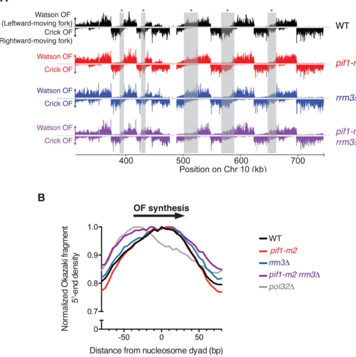 Figure 1. Okazaki fragment Sequencing is a quantitative and genome-wide assay for replisome  mobility and lagging strand biogenesis in WT and mutant cells