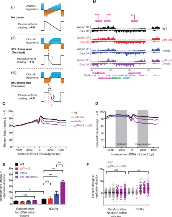 Figure 2. tDNAs are sites of replication fork arrest in rrm3Δ and rrm3Δ pif1-m2 strains (A) Expected Okazaki fragment distributions through a region that (i) allows unimpaired  replisome movement, (ii) arrests the replisome, or (iii) transiently stalls the