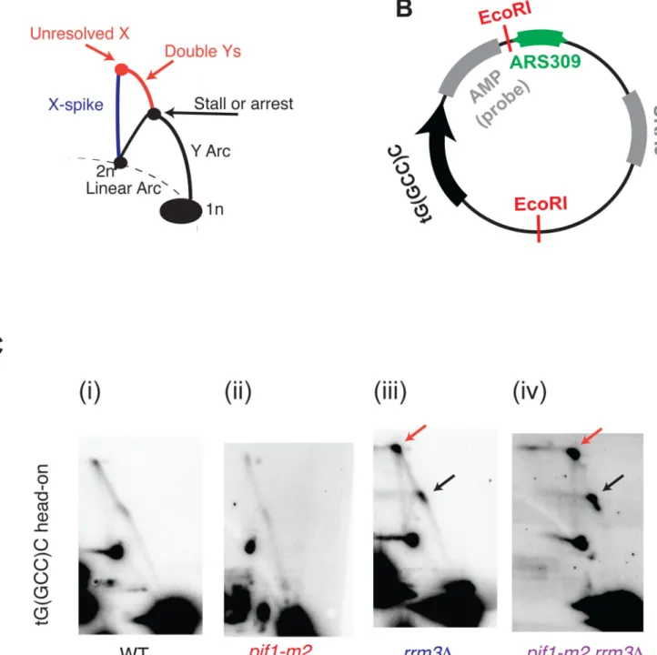 Figure 3. 2-dimensional gel validation of replication fork arrest in rrm3Δ and rrm3Δ pif1-m2  strains