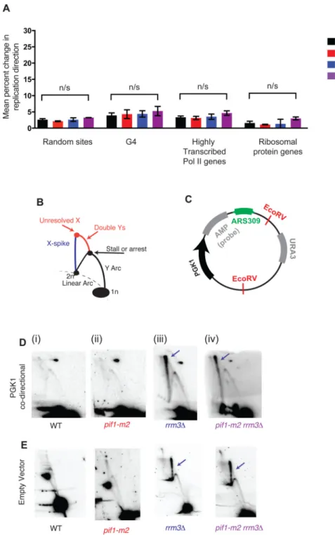 Figure 4. G-quadruplexes and highly transcribed RNA Polymerase II genes do not contribute to  significant replication fork stalling or arrest genome wide