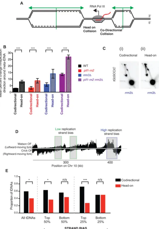 Figure 5. All tDNAs act as replication terminators, but head-on orientation between replication  and transcription machinery increases fork arrest