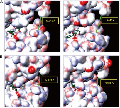 Figure 11 schematic diagram of the diameter change of aTP pocket for (A) wild-type BraF at 0 ns and 12.14 ns or (B) BraF(V600e) protein at 0 ns and 17.04 ns.Note: The main chain of asp(D)594, Phe(F)595, and gly(g)596 (DFg-motif) was painted as green color.Abbreviation: aTP, adenosine triphosphate.