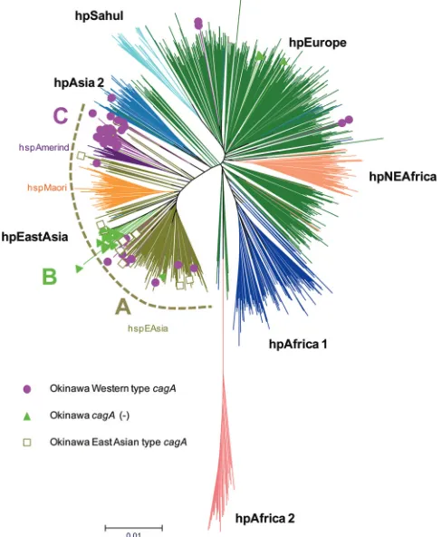 FIG 2 Phylogenetic tree based on the seven housekeeping genes ofSequence data sets of the seven housekeeping genes of 1,126 strains with dif-ferent genotypes were obtained from the the pubMLST database (62 fromhpAsia2, 493 from hpEurope, 76 from hpNEAfrica