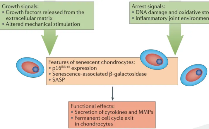 Figure 1. Chondrocytes exhibit features of cellular senescence in the contexts of ageing and  osteoarthritis