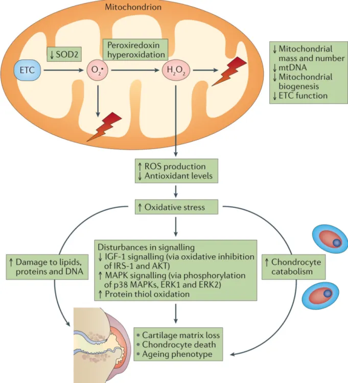 Figure 2. Mitochondrial dysfunction, oxidative stress and changes in normal cell signalling in  ageing and osteoarthritis