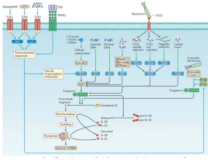 Figure 1. Pyroptosis