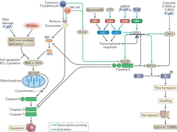 Figure 2. Apoptosis and Necroptosis