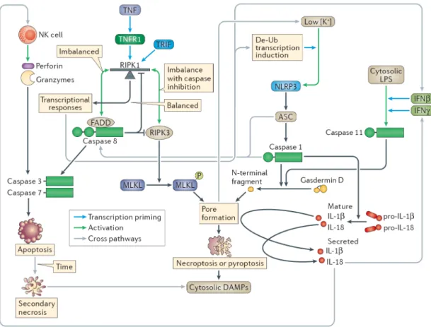 Figure 4. Interactions between apoptotic, necroptotic and pyroptotic pathways