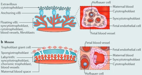 Figure modified from  REF. 96 , Nature Publishing Group. Nature Reviews | Microbiologyb  Mouse