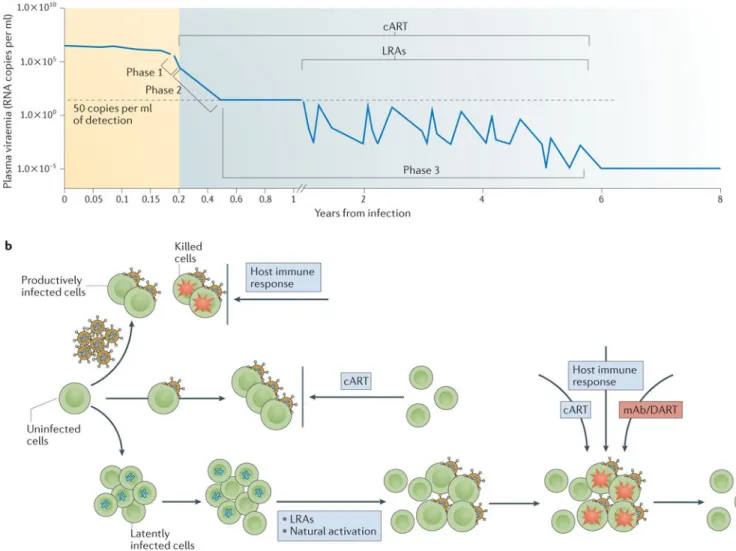 Figure 1. Dynamics of virus replication and therapeutic interventions