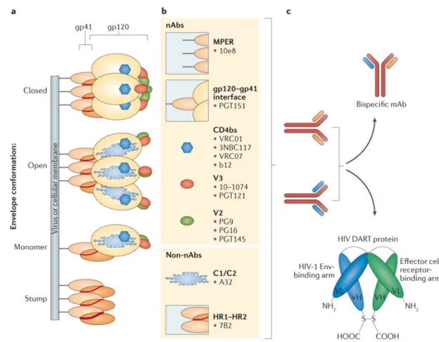Figure 2. HIV-1 envelope epitopes, monoclonal antibodies and engineered antibody-based  proteins