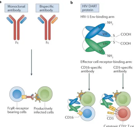 Figure 3. Recruitment of effector cell subsets