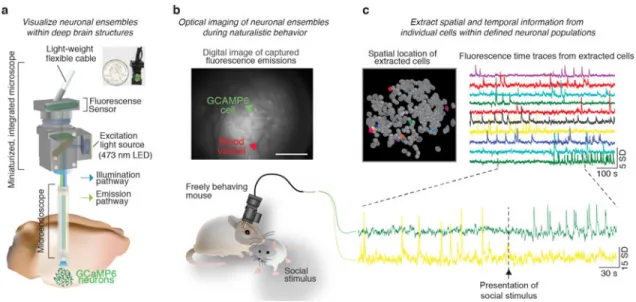Figure 1. Freely behaving Ca 2+  imaging