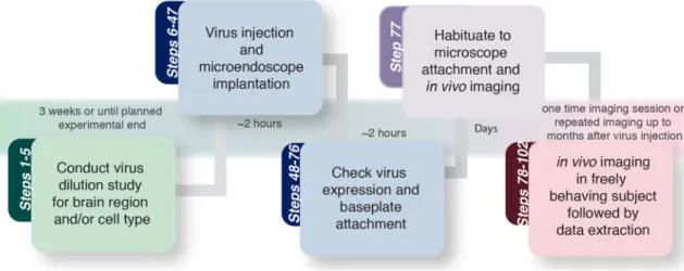 Figure 2. Timeline for in vivo Ca 2+  imaging experiments